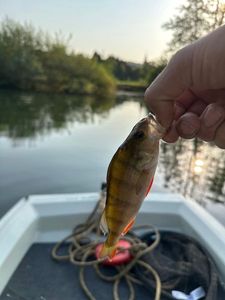 European Perch