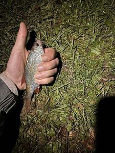 Roach