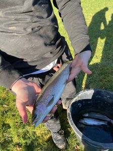 Rainbow Trout
