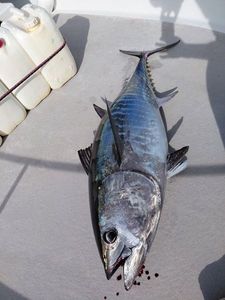 Bluefin Tuna