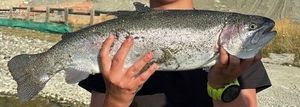 Rainbow Trout