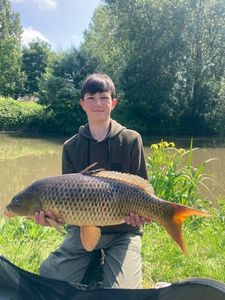 Common Carp