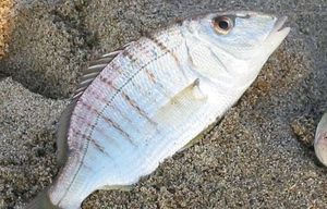 Sand Steenbras