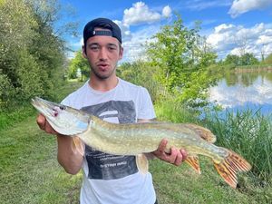 Northern Pike