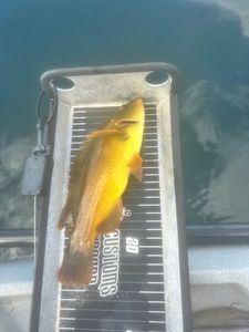 Ballan Wrasse