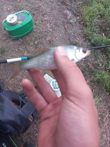 Roach