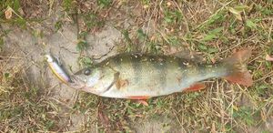 European Perch