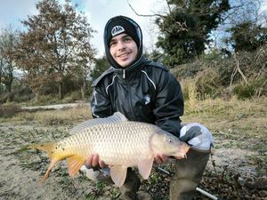 Common Carp