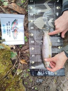 Brown Trout