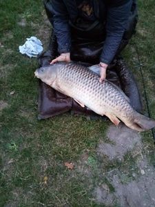Common Carp