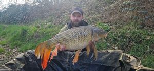 Common Carp