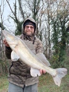 Zander