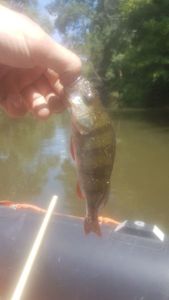 European Perch