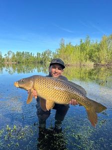 Common Carp