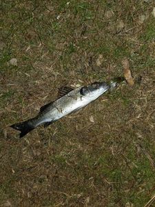 European Bass (Seabass)