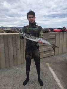 Great Barracuda
