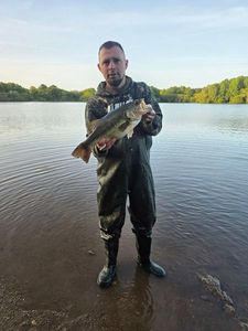 Largemouth Bass
