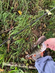 European Perch