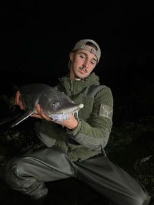 Sturgeon