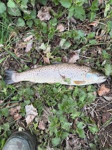 Brown Trout
