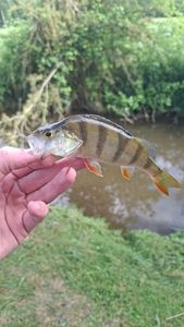 European Perch