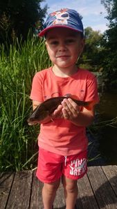 European Perch