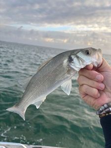 European Bass (Seabass)