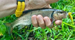 Fallfish