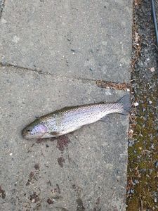 Rainbow Trout