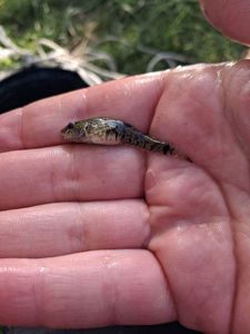 Bullhead