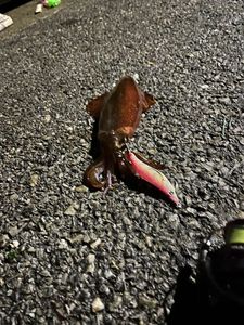 European Squid