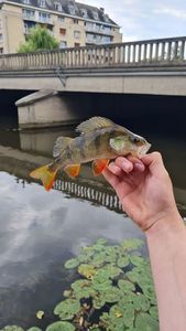 European Perch