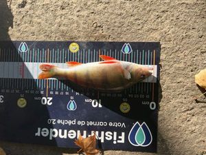 European Perch