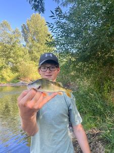 European Perch