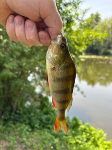 European Perch