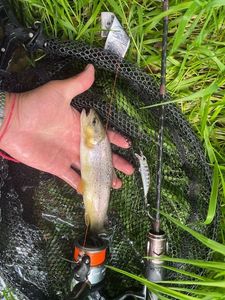 Brown Trout