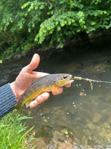 Brown Trout
