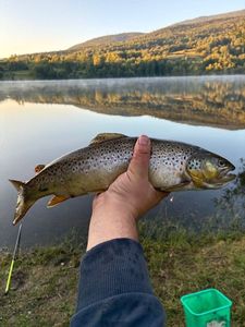 Brown Trout