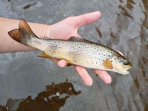 Brown Trout