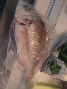 White Grouper