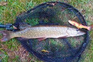 Northern Pike