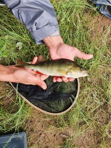 European Perch