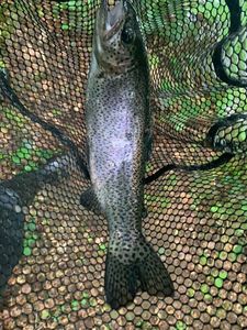 Rainbow Trout
