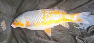 Koï Fish
