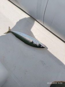 Mackerel