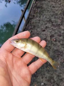 European Perch