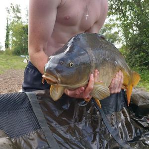 Mirror Carp