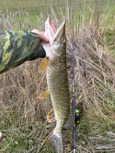 Northern Pike