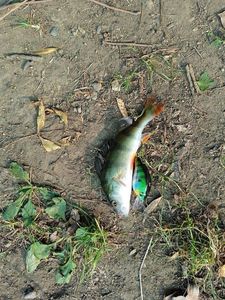 European Perch
