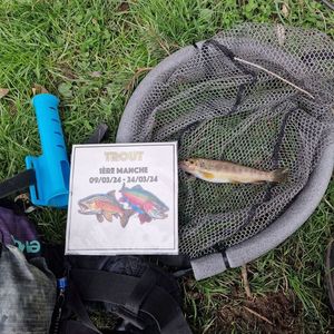 Brown Trout